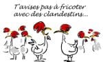 grippe-aviaire-2.jpg