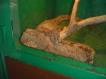 serpents_008.jpg