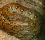 serpents_011.jpg