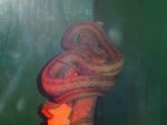 serpents_012.jpg