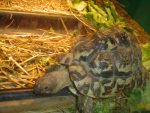 serpents_014.jpg