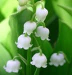 muguet.jpg