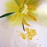 Pollen, le fauteur de trouble