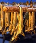stockfish.jpg