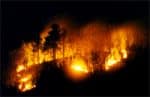 feu-foret.jpg