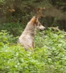 loup-enfants-2.jpg