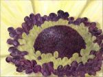 Monge Fleurs