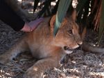 lionceaux_004.jpg
