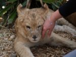 lionceaux_005.jpgpubune.jpg