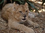 lionceaux_008.jpg