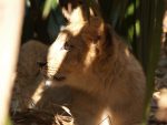 lionceaux_010.jpg