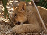 lionceaux_013.jpg