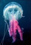 mini-Pelagia_noctiluca.jpg