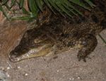 croco.jpg