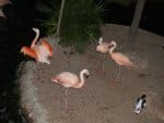 gym_zoo_114.jpg