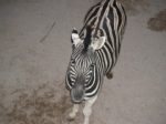zebre.jpg