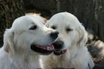 jpg_CHIEN_250.jpg