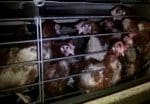 jpg_poule-pondeuse-elevage-2.jpg