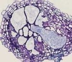 Copyright INRA 2009