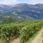 vignes-bellet.jpg