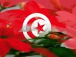jasmin_tunisie.jpg