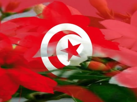 jasmin_tunisie.jpg