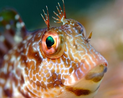Fish 'Blenny' © Sandrine Agnelli
