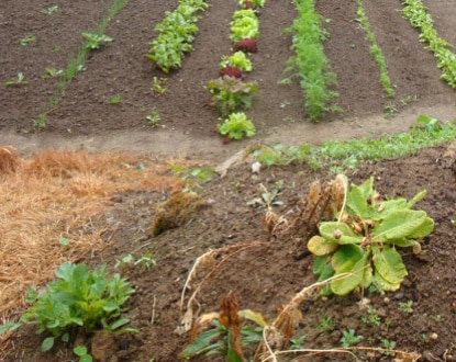 Un potager par Rhian vK Un potager par Rhian vK