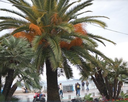 palmiers.jpg
