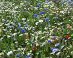 fleurs-2.jpg
