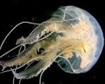meduses.jpg