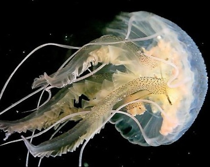 meduses.jpg