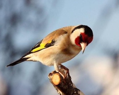 oiseau.jpg
