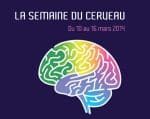 cerveau.jpg
