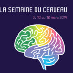 cerveau.jpg