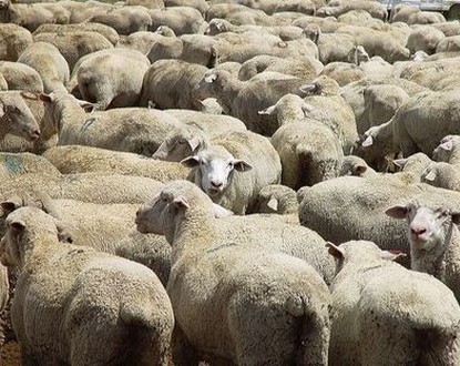 moutons.jpg