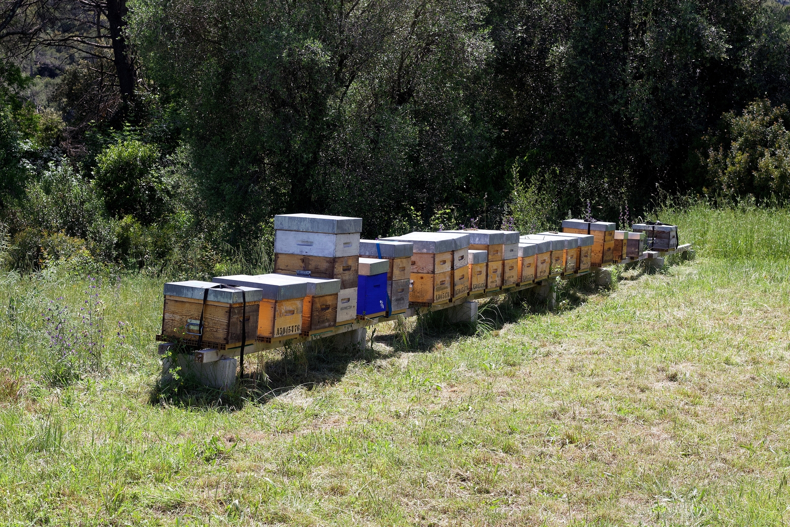 abeilles2.jpg