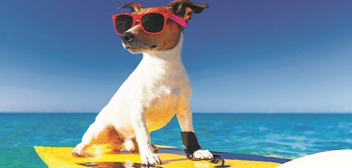 Une nouvelle plage pour chiens face à l’hôpital Lenval