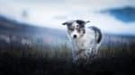 australian-shepherd-wallpaper-3840x2160-25114.jpg