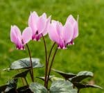 cyclamen_hederifolium._locatie__tuinreservaat_jonker_vallei_03.jpg