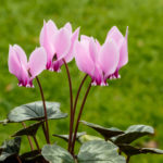 cyclamen_hederifolium._locatie__tuinreservaat_jonker_vallei_03.jpg