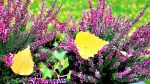 heathers-2831144_1280.jpg