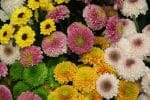 santini-chrysanthemum-bloom-blossom-bloom-flower.jpg