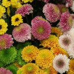 santini-chrysanthemum-bloom-blossom-bloom-flower.jpg