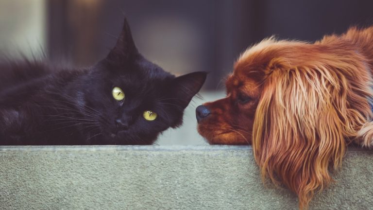 Lutte contre la maltraitance animale : un premier décret définit les nouvelles règles