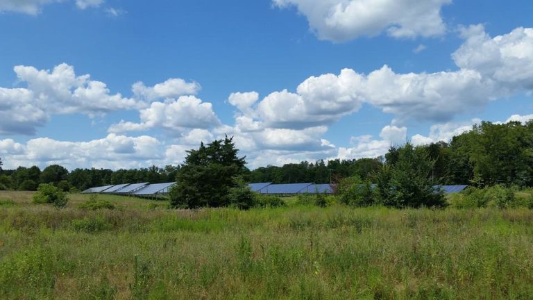 Investissement vert : comment investir dans votre avenir durable