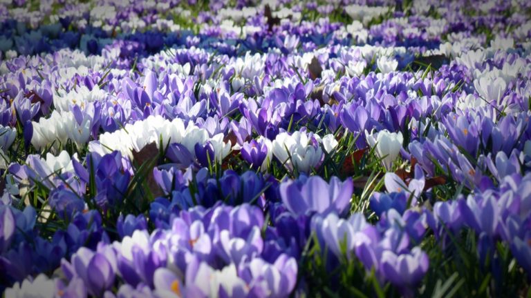 Le Goût de Nice célèbre la Fête des Fleurs
