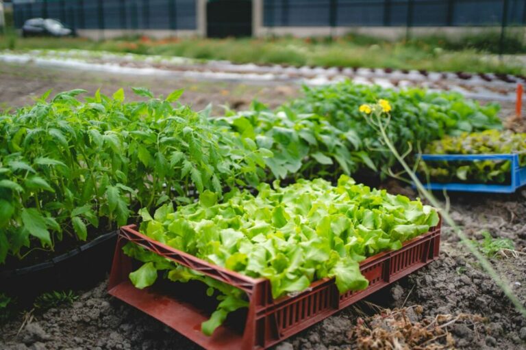 La Métropole Nice Côte d’Azur augmente son autonomie en alimentation locale et de qualité