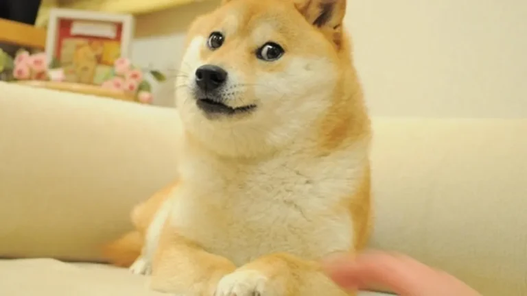 Qu’est-ce qu’un meme coin en crypto ?