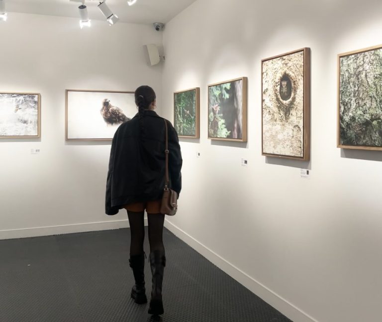 « Regard sur les Alpes sauvages », un voyage dans la nature